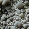 Lecanora swartzii